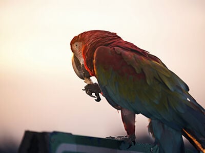 Avian Diets